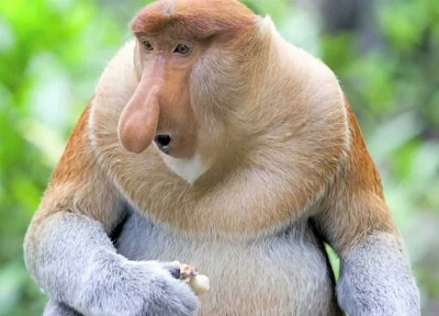 میمون بینی دراز.سایت نوجوان ها